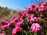 42 Ai bordi della linea tagliafuoco fopri di  Daphne cneorum-Dafne odorosa baciata dal sole